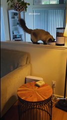 Quand le distributeur de croquettes se déclenche #chat