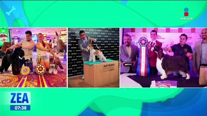 Mexicanos participan en el Mundial de Groomers, estilistas caninos