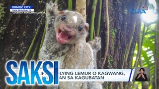 Philippine flying lemur o kagwang, pinakawalan sa kagubatan | Saksi