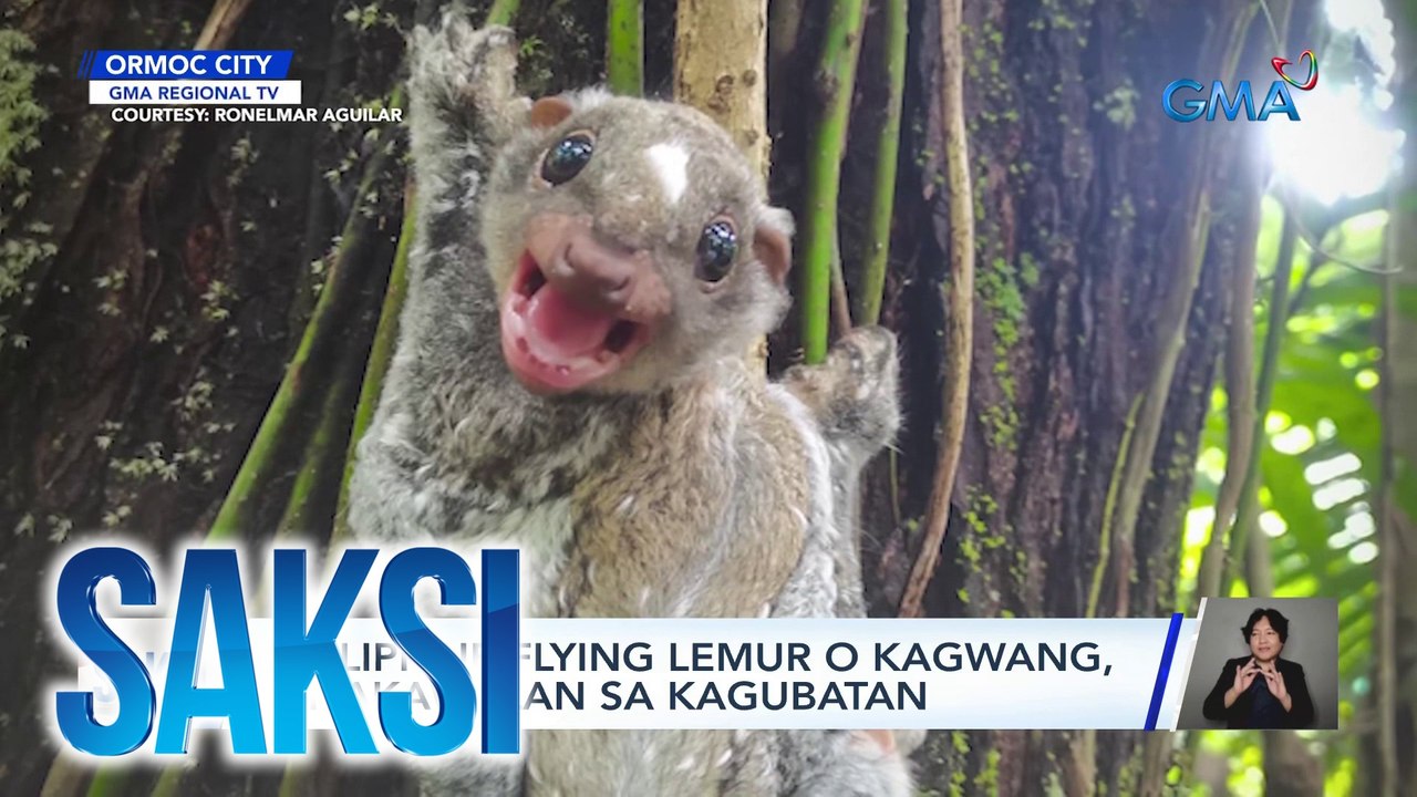 Philippine flying lemur o kagwang, pinakawalan sa kagubatan | Saksi ...