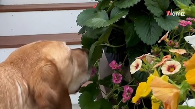 On vole les fraises de son jardin : elle décide de mettre une caméra et découvre le coupable (vidéo)