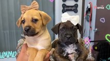 Laissé pour mort dans un sac en carton, ce chiot a le coeur brisé quand son ‘frère’ est adopté (Vidéo)