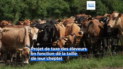 Les éleveurs danois seront taxés pour les gaz à effet de serre produits par les vaches et les porcs