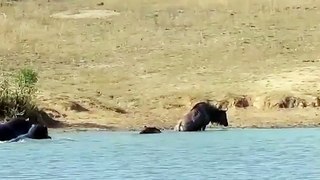 Dos hipopótamos ayudan a un antílope a escapar del ataque de un cocodrilo