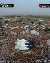 Dos pollos de cigüeña salen despedidos por una tormenta en Madrigal de las Altas Torres,