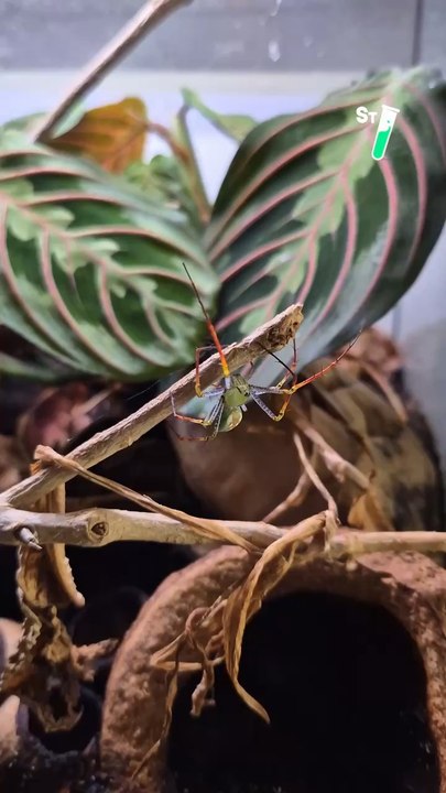 Les araignées sont souvent connues pour être tout sauf sociables. Mais Peucetia Lucasi ne respecte pas cette règle ! ️ @seb_insectes