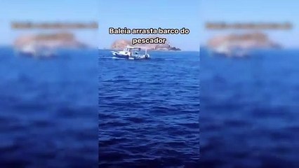 Baleia se enrosca em cabo e arrasta barco em arraial do cabo