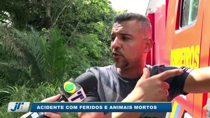 Acidente com feridos e animais mortos
