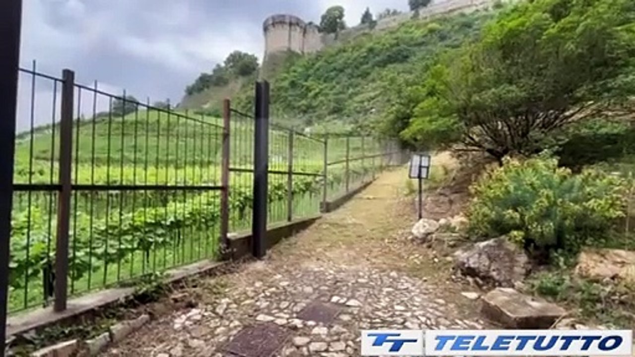 Video News - Rinasce il bosco della Montagnola