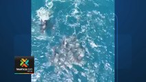 tn7-grupo-de-mantarrayas-visto-por-turistas-260624