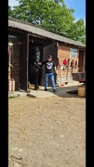 A black beautiful horse