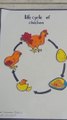 Lift cycle of chicken drawing// life cycle of hen## #drawing