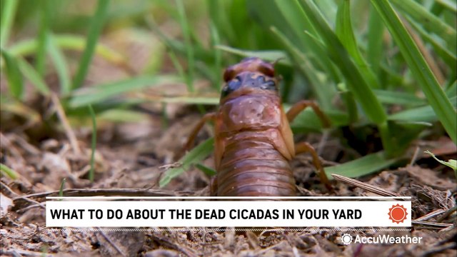 What to do with all those dead cicadas