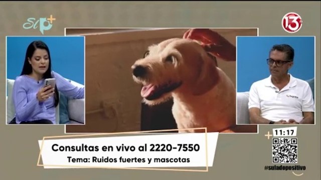 Entrevista - Consejos para ayudar a las mascotas a manejar el estrés ante ruidos fuertes