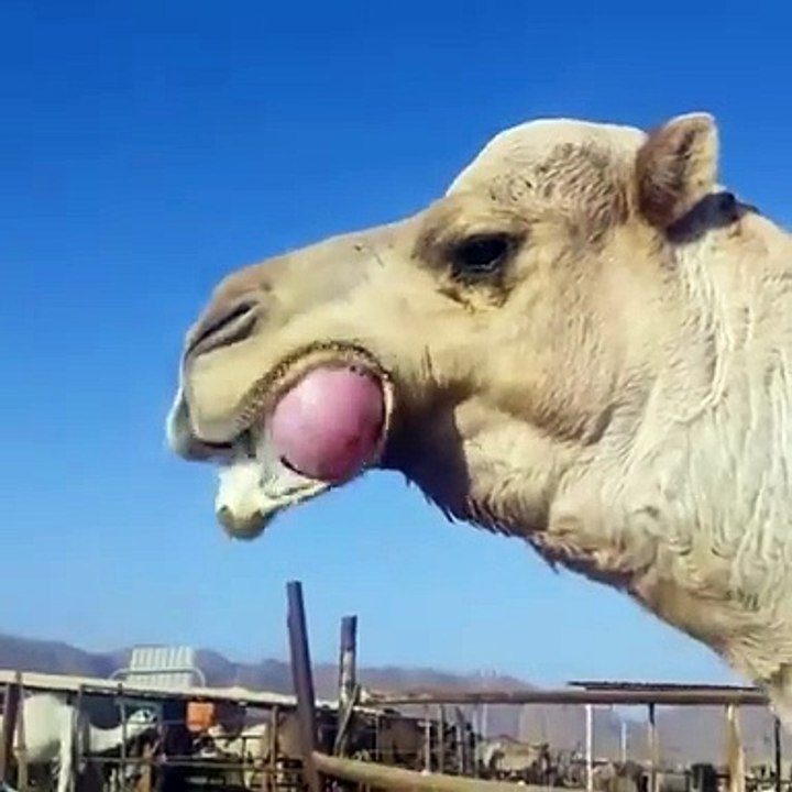 A camel plays with his tongue