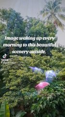 Beautiful morning scenery of Nature