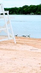 Seagulls take flight