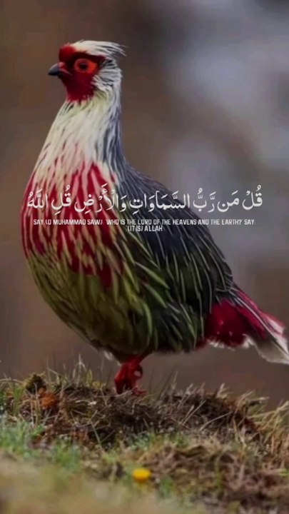 tha Hollyquran beautyfull vioce shikh sad al Suraim