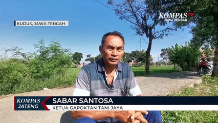 Manfaatkan Irigasi Limbah Pabrik Gula untuk Kesuburan Tanah Sawah