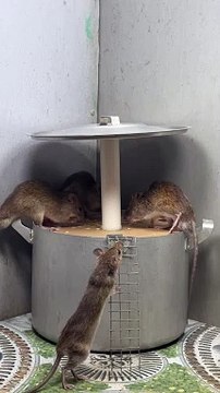 Best home mouse trap⁄best mouse trap #mousetrap #mousetrap2022 #rattrap #rat (1920p_30fps_H264-128kbit_AAC)