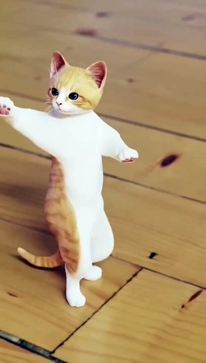 Funny cat video