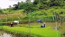 Rice planting season