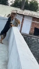 Dog and monkey  funy fight
