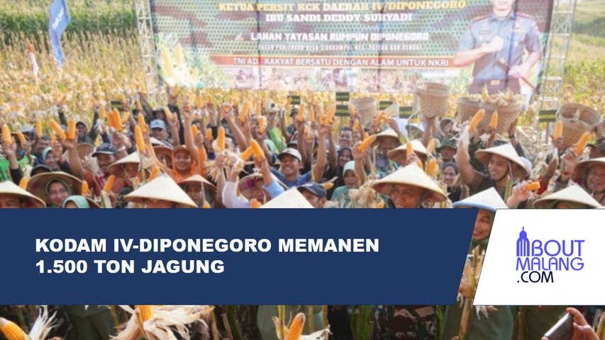 KODAM IV-DIPONEGORO SUKSES PANEN 1.500 TON JAGUNG DI PABLENGAN