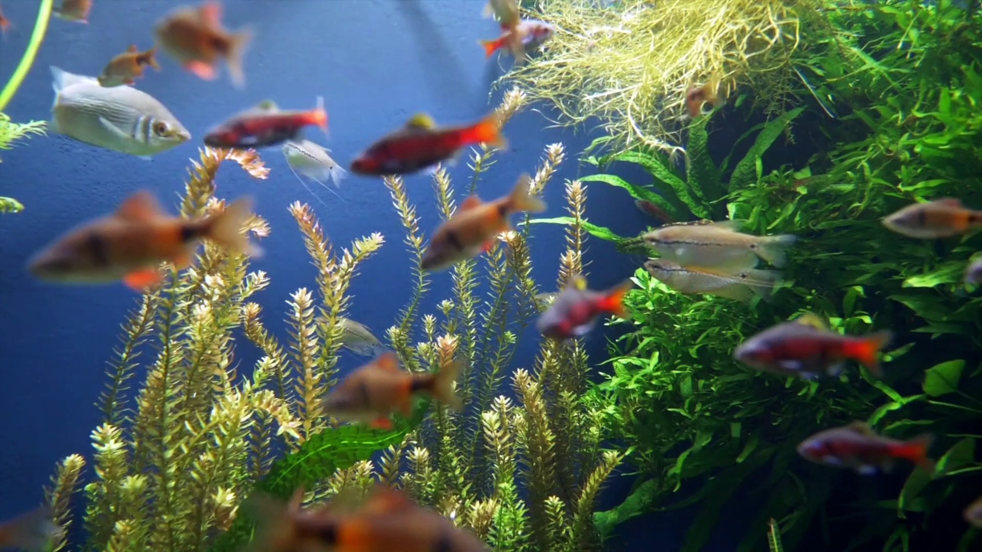 ⁣4k Ocean Animals | Underwater Animals Beautifull fishes | Sea Animals  Sound
