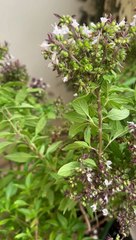 Fragrant flower attracts bees