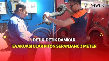 Penangkapan Ular Piton Sepanjang 3 Meter di Pet Shop Parepare Berlangsung Dramatis