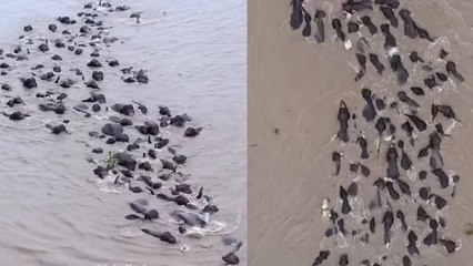 कौन कहता हैं हाथी तैर नहीं सकते? ब्रह्मपुत्र नदी के गहरे पानी में दिखा हाथियों का झुंड