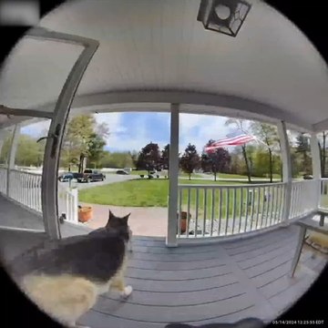 Dog Jumps Repeatedly to Catch Bee on Front Porch