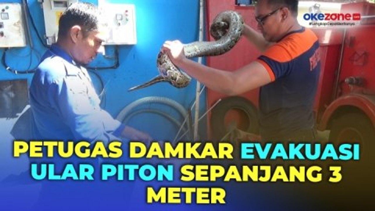Petugas Damkar Parepare Evakuasi Ular Piton Sepanjang 3 Meter di Pet Shop