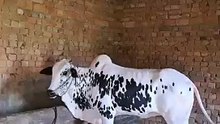 Eid ul Adha 2024