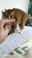 Furry Fun: Hilarious Cut Cat Behavior  Check