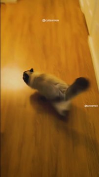 Quand le distributeur de croquettes se déclenche #chat