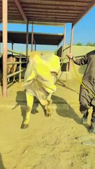 وچھے نے کمال کر دیا ایسا کمال کبھی نہی دیکھا ہو گا۔