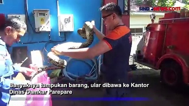 Momen Petugas Damkar Parepare Evakuasi Ular Piton Sepanjang 3 Meter di Pet Shop