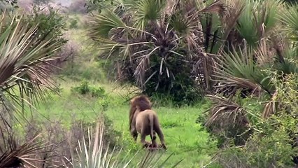 Male Lion Carries Unalive Pride Member