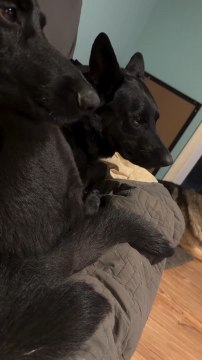 German Shepherd Watching Other Dogs on Couch Growls at Them