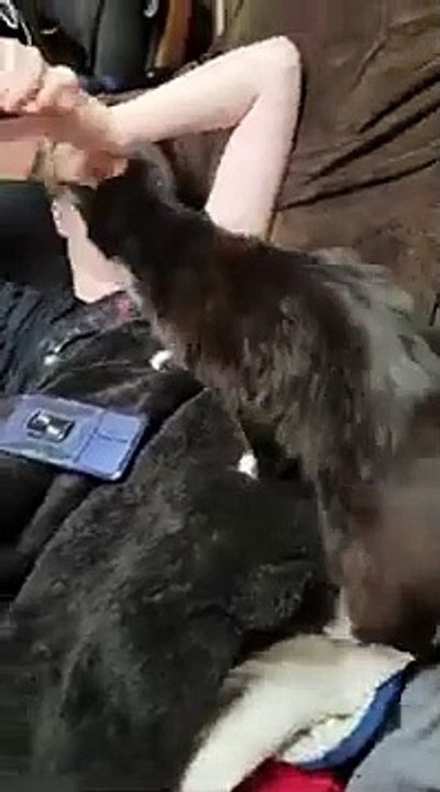 Animals and pets