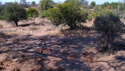 Banded Mongoose at Naledi