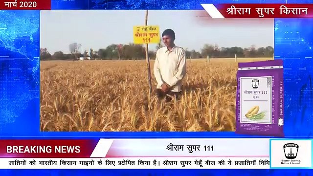 Shriram Super 111 Wheat Seeds: Insights from Rajasthan's Super Farmers