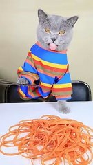 Oddly Satisfying Video To Reduce Your Stress- Cat TikTok Challenge #funnycat #catsoftiktok #shorts