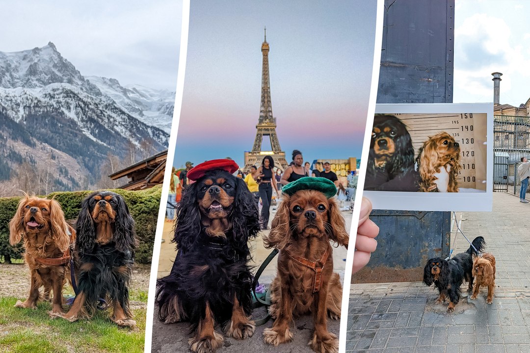 Dogs travel all over Europe - meeting Santa in...