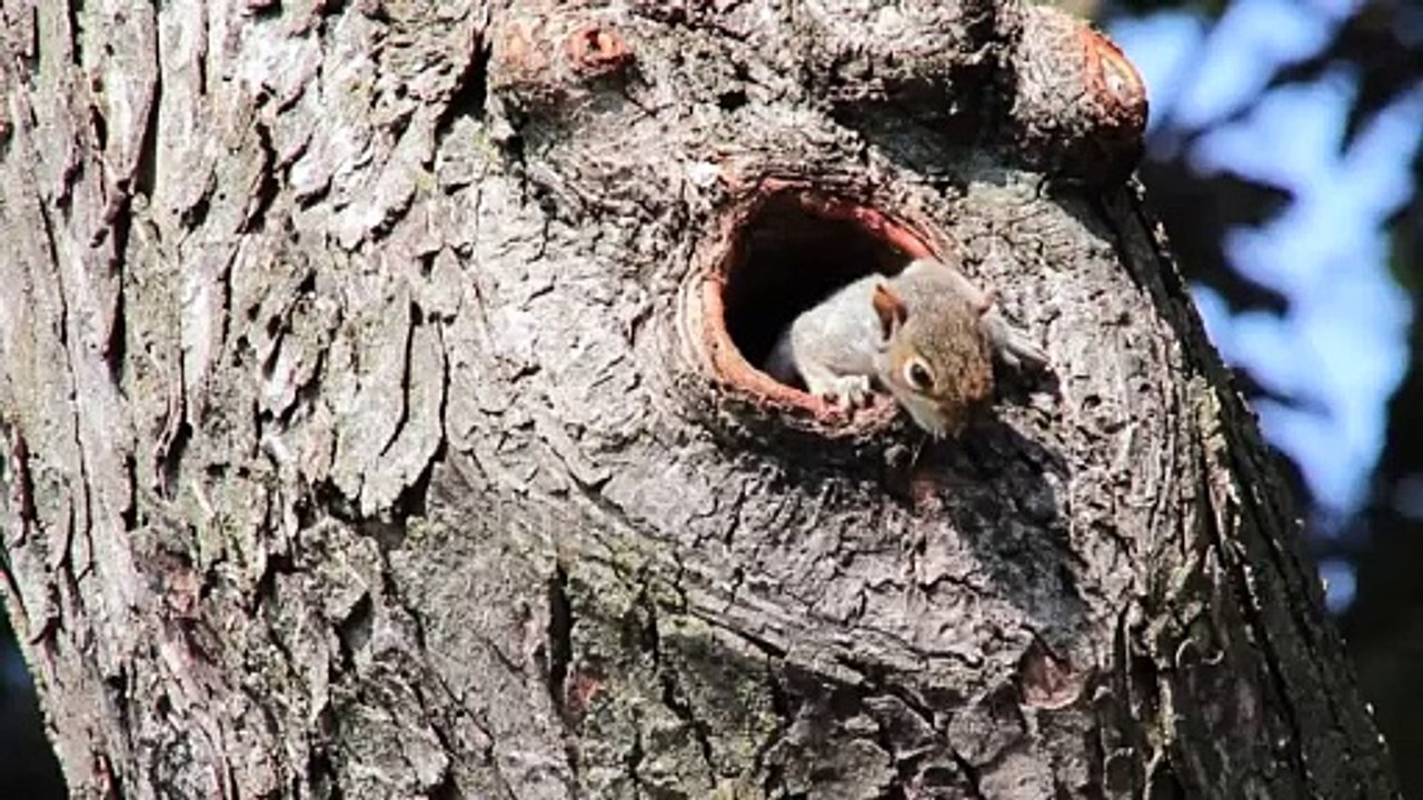 Squirrel pup & cute kitten 2024