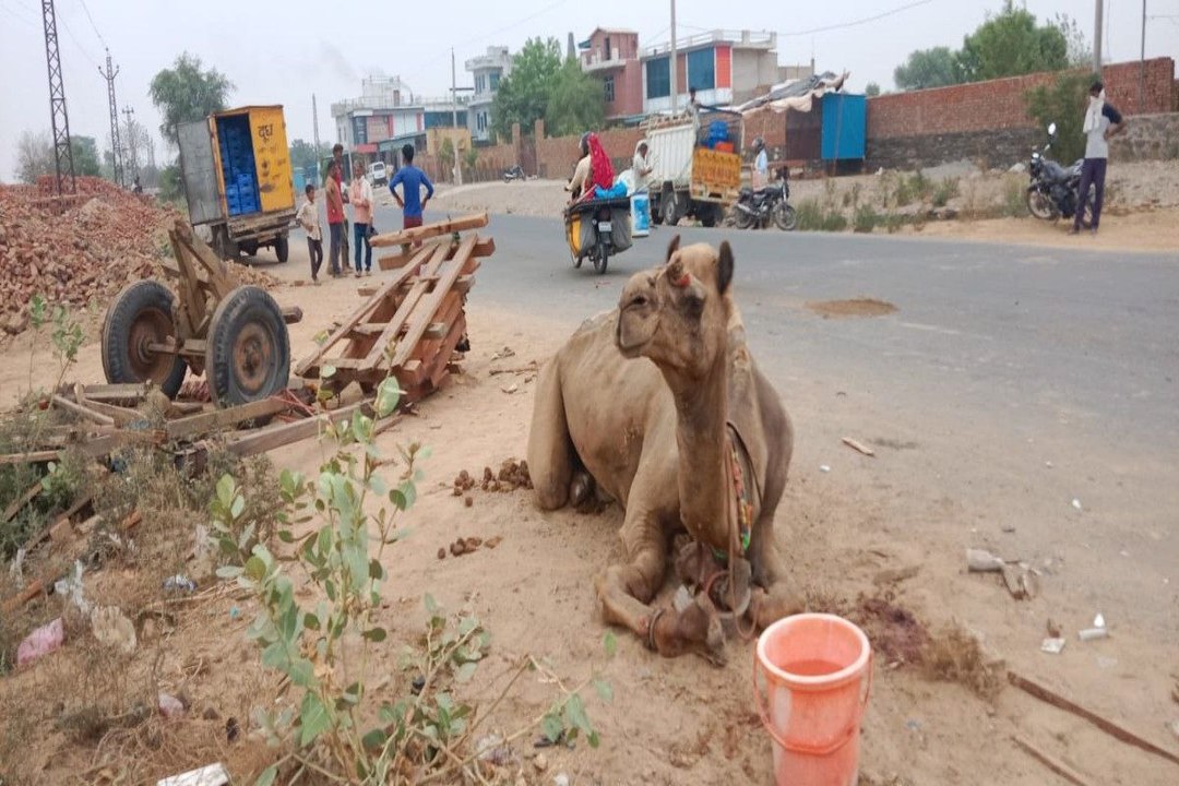 ऊंट गाड़ी को बेकाबू पिकअप ने मारी टक्कर, 1 मजदूर...