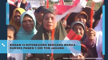Kodam IV/Diponegoro Bersama Warga Sukses Panen 1500 Ton Jagung
