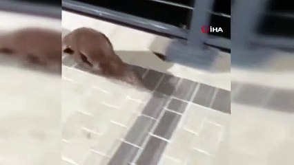 Nesli tükenmek üzere, İstanbul'un göbeğinde görüntülendi!